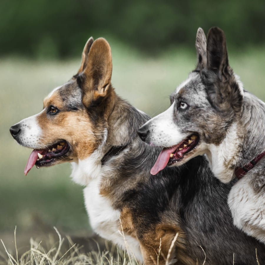 Best Friends Animal Hospital in Madison