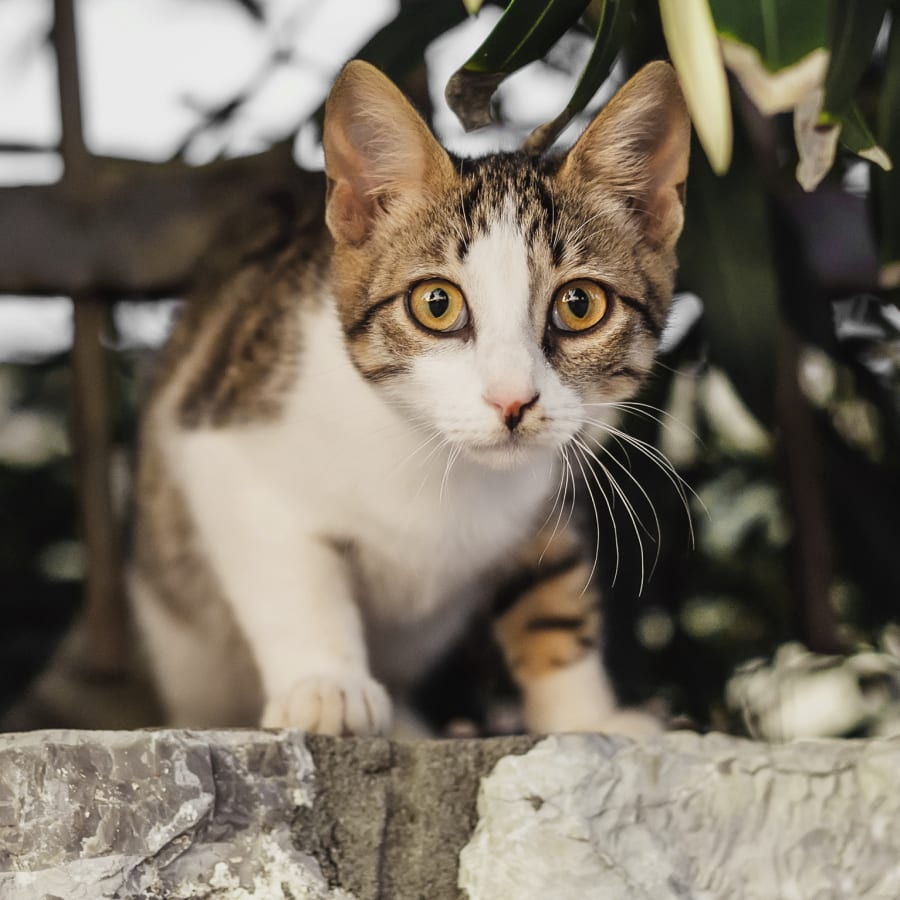 Medical Cat & Dog Boarding, Madison Pet Boarding