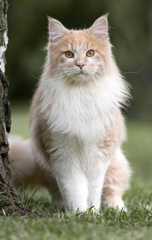 Best Friends Animal Hospital | Madison Speciality & Emergency Vet