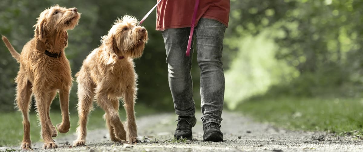 Best Friends Animal Hospital | Madison Speciality & Emergency Vet